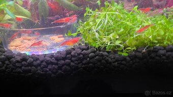 Krevety Neocardina red - 4