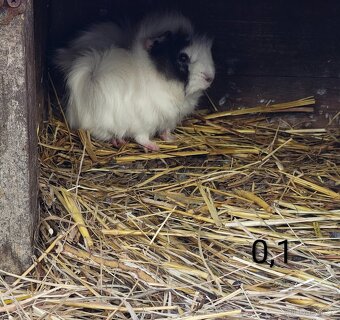 Morčata angorská a krátkosrstá - 4