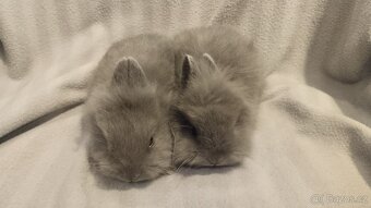 Zakrslý králík, zakrslý králíček lvíček - 4