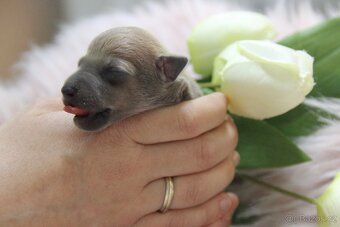 Italský chrtík - 4