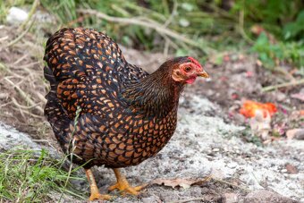 Slepičky Wyandotky zdrobnělé na vajíčka i na okrasu - 4