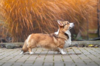 Welsh corgi Pembroke krytí - 4