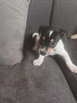 Jack Russel štěňátka - 4
