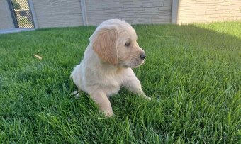 Zlatý retrívr / retriever - 4
