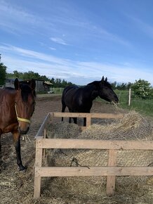 Trekové pastevní ustájení exit34 D1 - 4