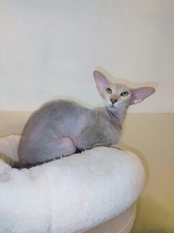 Peterbald s PP Pandora Marbleficent - 4