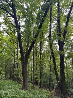Prodám lesní pozemky v k.ú. Brod nad Labem - 4