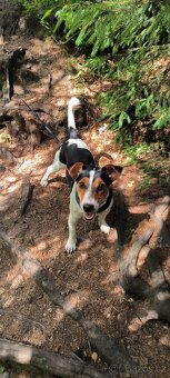 Jack Russell teriér - 4