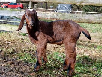 100% An kozlíci - 4