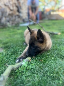 Belgický ovčák malinois - 4