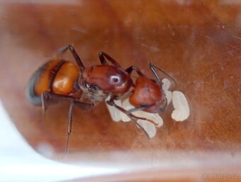 Mravenec nikobarský (Camponotus nicobarensis) - 4