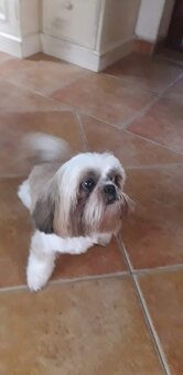 Shih-tzu krásná štěňátka, - 4