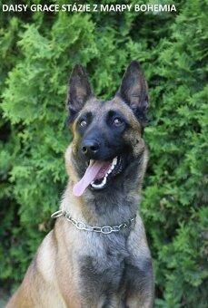 Prodám štěněta BO Malinois s PP - 4