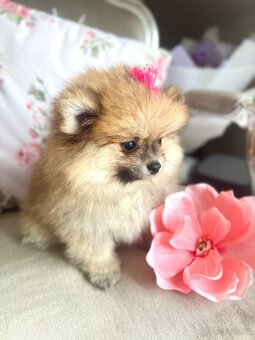 Pomeranian mini - 4