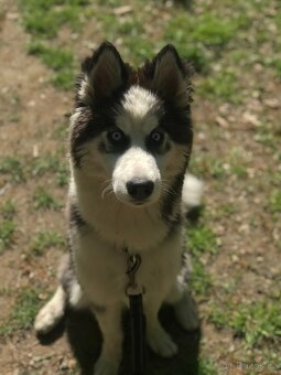 Štěně husky - 4