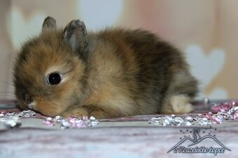 Zakrslí králíčci Teddy s VP -> doprava po ČR zajištěna - 4