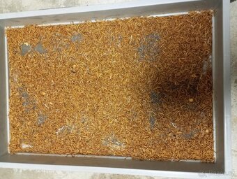 Živý moučný červ - 4