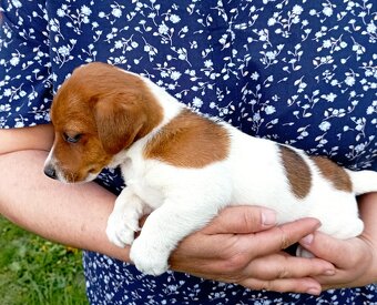 Jack russell terier  štěňátko k odběru ihned - 4
