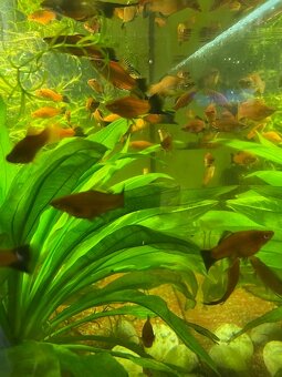 Xiphophorus hellerii (mečovky) - red - 4