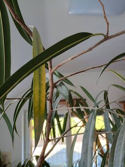 Ficus binnendijkii 245cm - 4