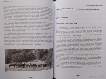 HUCUL - 4
