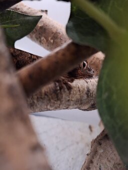 Mniarogekko Chahoua - 4