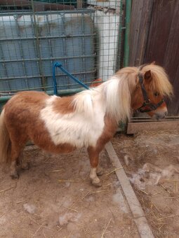 Mini pony - 4