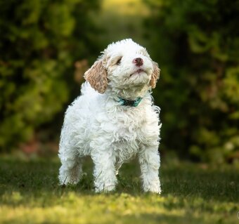 Lagotto romagnolo s PP - 4