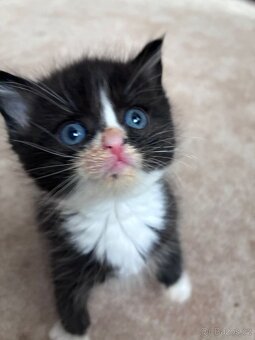 Britská koťátka - 4