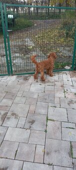 Cavapoo - 4