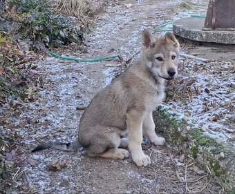 Československý vlčák s PP, BENEDIKT - 4