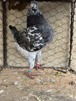 Prodam holuby king - 4