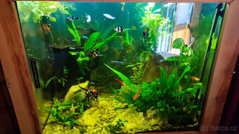 Akvarium - 4