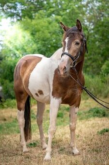 Valach aph x qh 2021 - 4