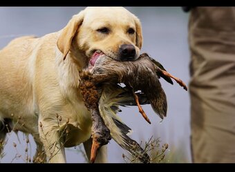 Labradorský retriever žlutá štěňata - 4