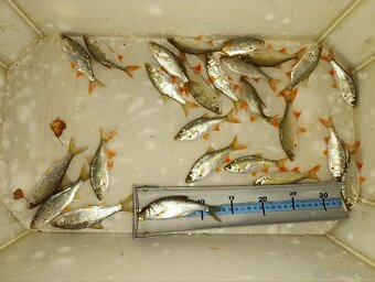 Nástrážní rybičky plotice, perlín 12-15 cm - 4