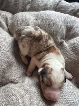 Štěňata Border kolie - kluci - 4