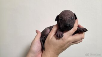 Peruánský naháč s PP orstěná fenka a holý pes - 4