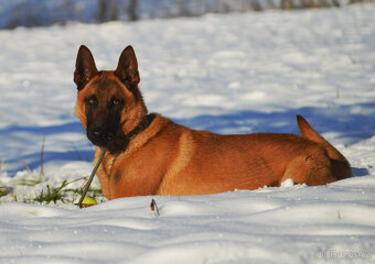 Belgický ovčák malinois na parťáka - 4
