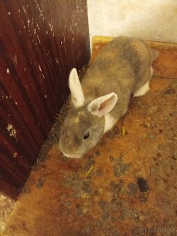 Prodam 6 zakrslych kraliku - 4