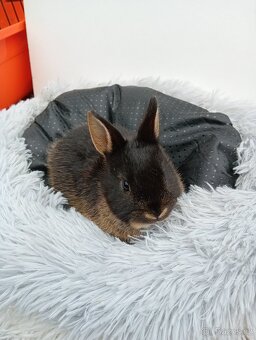 Zakrslý králíček CH2 - 4