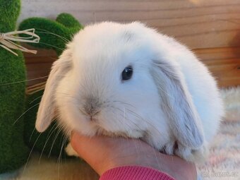 samička - minilopa - 4