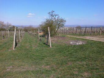 Prodej orné půdy, vinohradu - 4