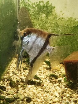 Prodej akvarijních rybiček, rostlin a šneků - 4