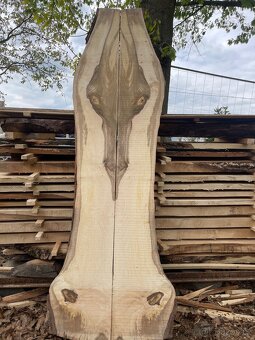 Fošny ořech, ořešák 6cm - 4