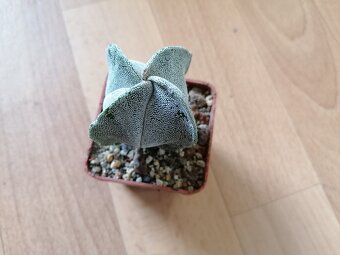 Krásný beztrnný kaktus č. 7 Astrophytum Mexiko a USA - 4