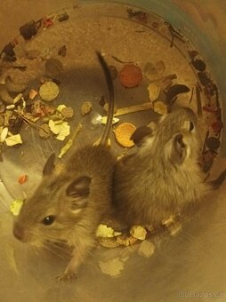 Osmaci degu 4 mláďata samcu nebo 1 samice - 4