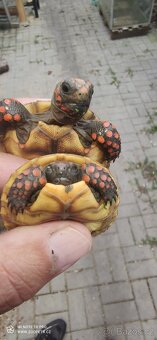 Želva uhlířská mladata - 4