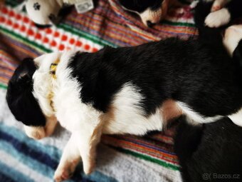 Štěňata Border Kolie - 4