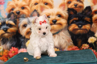 Jorkšírský teriér sněhobílá holčička Nutellka, s PP, York - 4